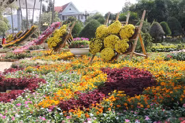 Đak Lak lần đầu tiên có đường hoa Tết