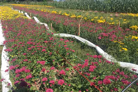 Thị xã Ayun Pa, các nhà vườn trồng hoa phấn khởi vì hoa được giá