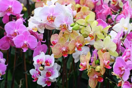 Các loài hoa tuyệt đối không cắm trên ban thờ ngày Tết