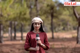 Rừng thông đưa lối