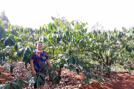 Người sản xuất cà phê VietGAP gặp khó