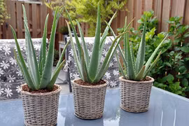 10 cây cảnh trang trí nhà tuyệt đẹp không lo tưới nước