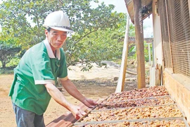 Cà phê chồn "Made in Pleiku"