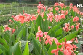 Ngất ngây với "vườn hoa Đà Lạt" ven sông Sài Gòn