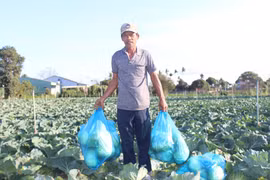 Mùa rau buồn ở An Phú