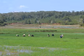 Tập trung chỉ đạo sản xuất vụ Đông Xuân 2017-2018
