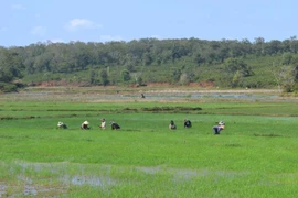 Tập trung chỉ đạo sản xuất vụ Đông Xuân 2017-2018