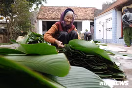 Làng lá dong lâu đời nhất Hà Nội tất bật vào vụ Tết
