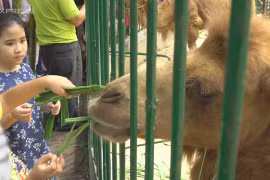 Người Sài Gòn tấp nập đi cho thú ăn trong dịp Tết