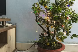 Nhiều năm không sắm Tết, chúng tôi mua được nhà Sài Gòn