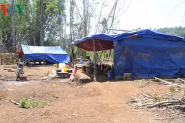 Khởi tố đối tượng chủ mưu trong vụ phá gần 15 ha rừng