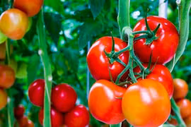 Tác dụng tuyệt vời của cà chua với sức khỏe