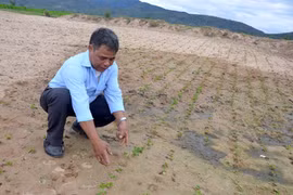 Hỗ trợ nông dân Ia Broăi trồng đậu phụng trên đất bị sạt lở