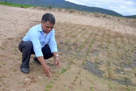 Hỗ trợ nông dân Ia Broăi trồng đậu phụng trên đất bị sạt lở