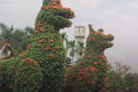 Những cây cảnh đắt đỏ trong dịp Tết