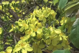 Cây mai gần 100 tuổi bung hoa trước Tết