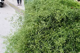 Giải mã tục tắm tất niên bằng lá mùi chiều 30 Tết