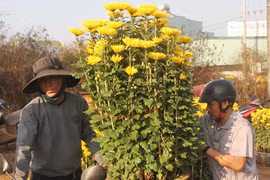 Chiều 30 Tết, giá hoa rẻ như cho