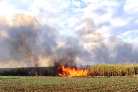 Kon Tum: Đám cháy thiêu rụi gần 14 ha mía của người dân