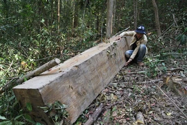 Gia Lai: Bắt quả tang vụ phá rừng giữa đêm khuya