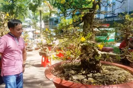 Hai cây mai trăm tuổi tuyệt đẹp giá gần 5 tỉ đồng ở Sài Gòn