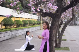 Hoa ban Tây Bắc nở rộ trên phố phường Thủ đô