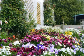 Thảm hoa đẹp như mơ quanh căn nhà giản dị của mẹ Việt