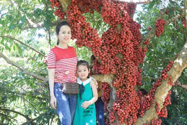 Đón đợi lễ hội dâu da đỏ tại An Khê