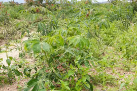 Krông Pa: Hơn 1.508 ha mì bị bệnh khảm lá vi rút