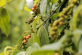 Tìm lại thị trường cho hồ tiêu Việt Nam