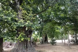 Cận cảnh 5cây thị gần 700tuổi dùng để buộc voi chiến của vua Quang Trung