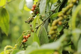 Tìm lại thị trường cho hồ tiêu Việt Nam