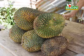 Kỳ lạ: Quả dứa rừng to như trái mít, không bổ dưỡng, chữa được bệnh