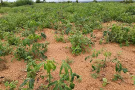 Gia Lai: Tăng cường biện pháp phòng trừ sâu bệnh hại cây trồng