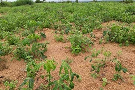 Gia Lai: Tăng cường biện pháp phòng trừ sâu bệnh hại cây trồng