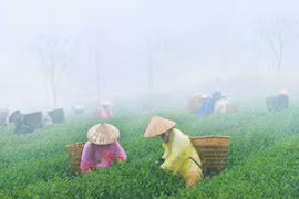 Rót cho cạn mưa miền Thượng