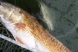 Quảng Bình: Bắt được con cá nặng 7kg, nghi cá sủ vàng quý hiếm