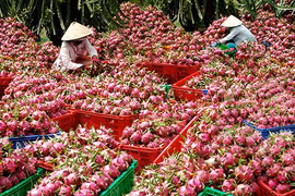 Từ việc thanh long ùn ứ ở cửa khẩu: Xuất tiểu ngạch "hết đất sống"?