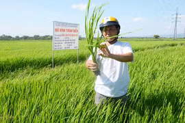 Ayun Pa: Kỳ vọng giống lúa chất lượng cao