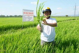 Ayun Pa: Kỳ vọng giống lúa chất lượng cao