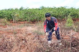 Chư Sê: Đẩy mạnh tái canh để tăng năng suất cà phê
