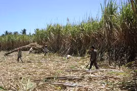 Ngành mía đường loay hoay tìm lối ra