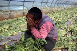 Đang làm khó nông sản Mỹ thì Trung Quốc bị sâu lạ tấn công