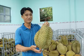 "Đóng băng" múi sầu riêng bán ra Thủ đô,lão nông lời 7 tỷ mỗi năm