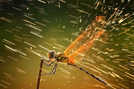 Chuồn chuồn bay thấp…