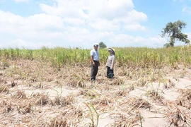 Kbang: Nắng hạn gây thiệt hại nặng nề