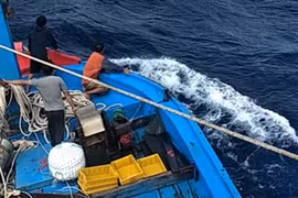 Khốn khổ vì 'bầy cào cào' ở bãi Tư Chính