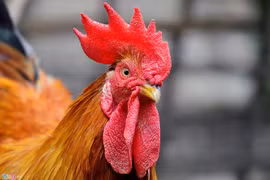 Những bộ phận của gà là thuốc chữa bệnh cực kỳ tốt