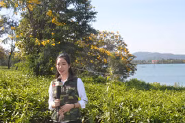 Chư Prông: Sẽ tổ chức Ngày hội "Hoa muồng vàng"