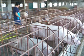 Dự báo thiếu 500.000 tấn thịt lợn vào cuối năm